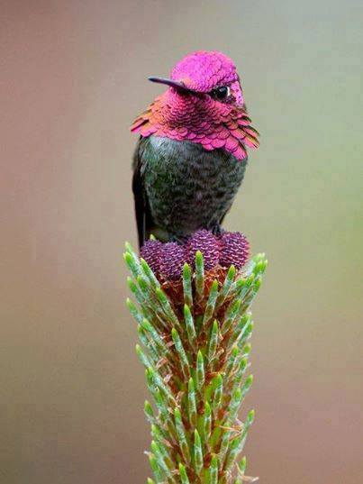 Beautiful Hummingbird