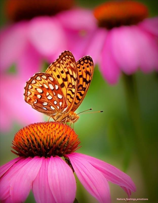Happiness will never come to those who don't appreciate what they already have