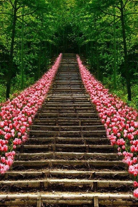One of the most beautiful pathways - greenery laden with pink tulips