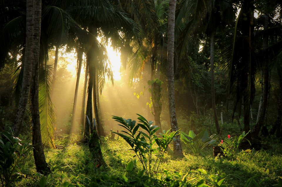 Sunset in rainforest of Parismina, Costa Rica.