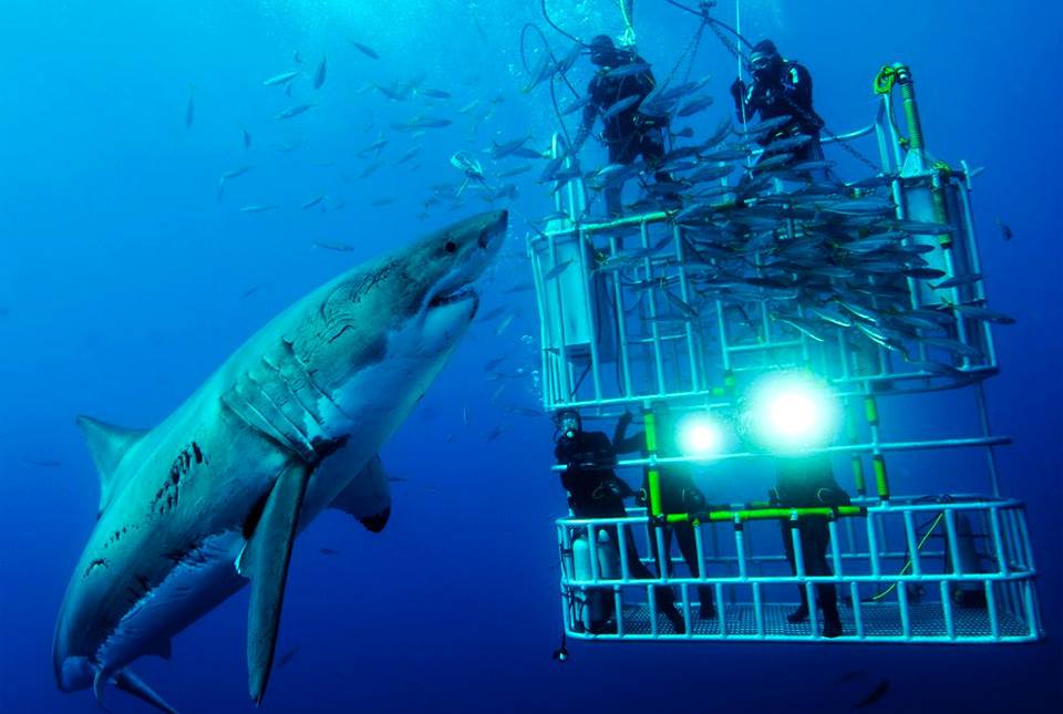 great white shark says hello