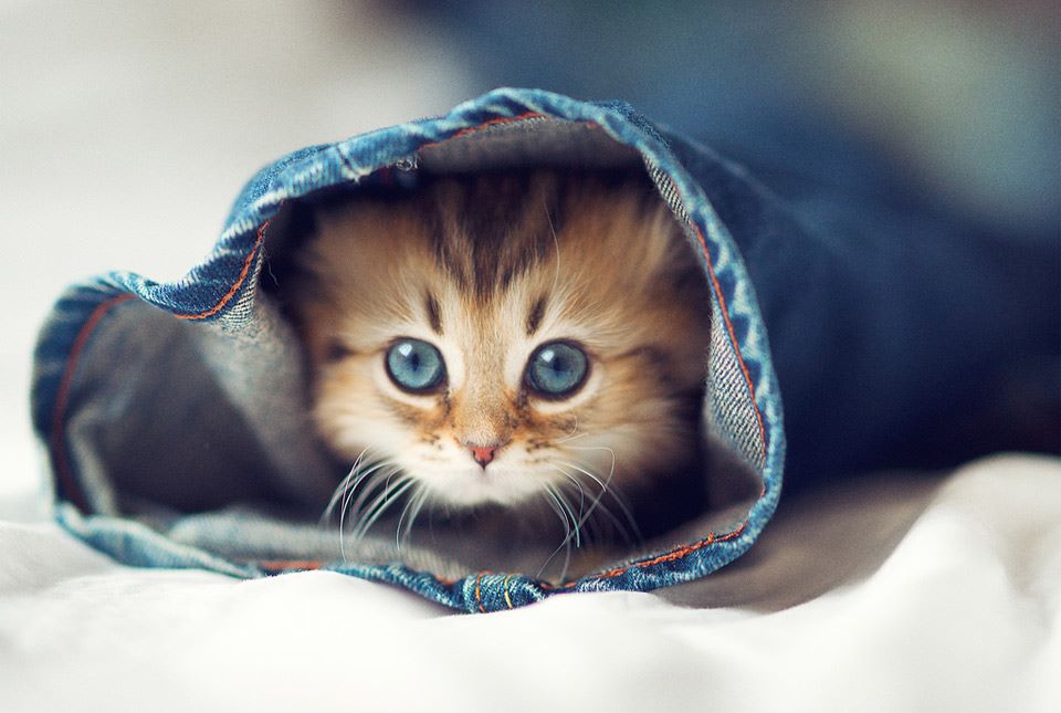 kitty in a sleeve