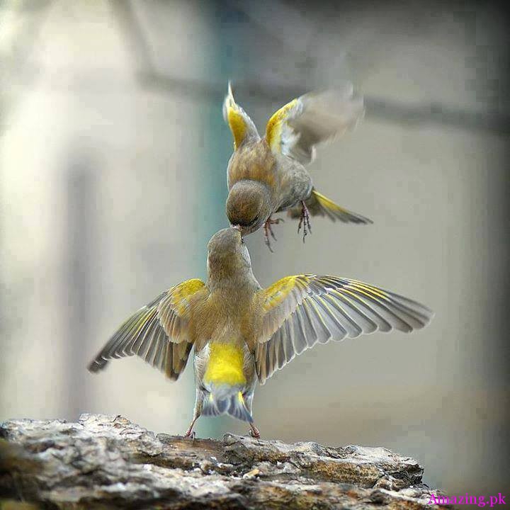 Amazing Shot !!!