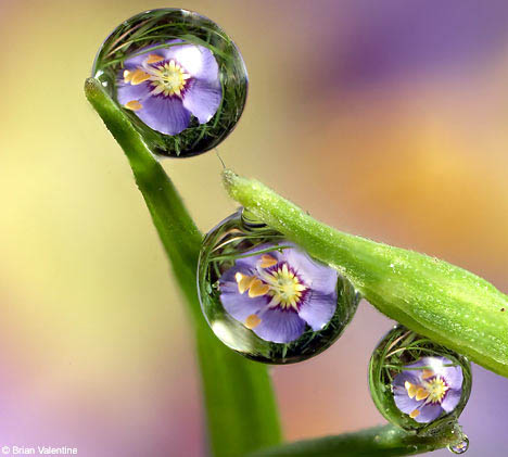 Amazing And Unique Flower 