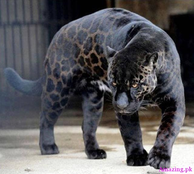 Awesome !!