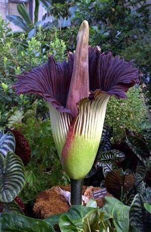 Corpse_Flower
