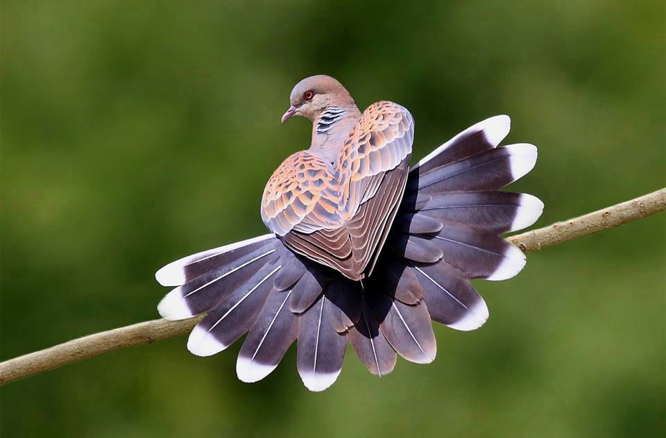 Heart Shaped Pigeon
