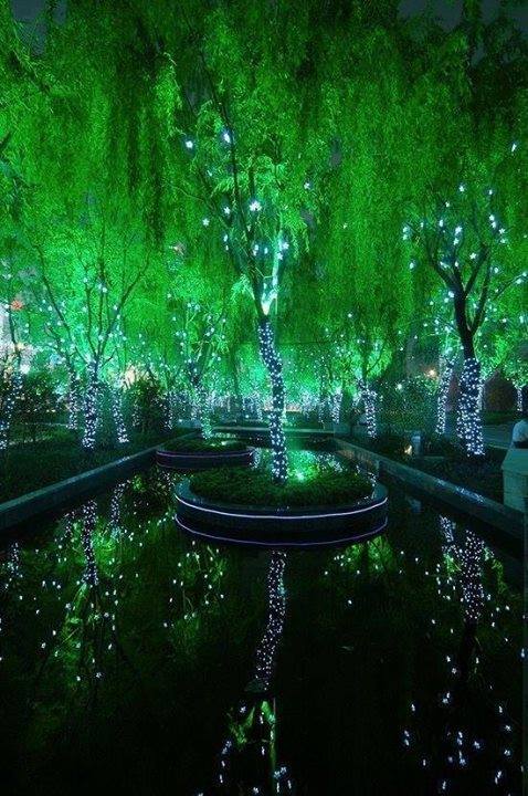 Magic Forest in Shanghai!