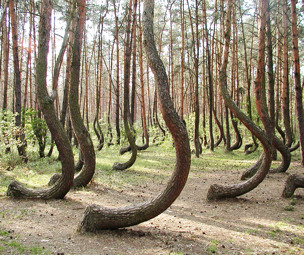The Crooked Forest