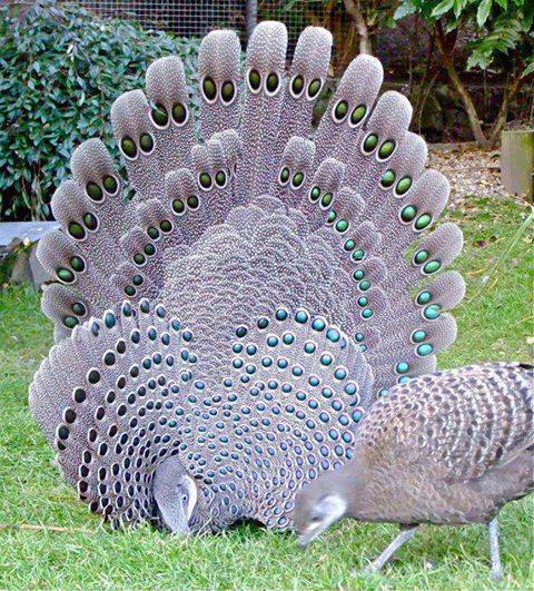 The Grey Peacock-Pheasant