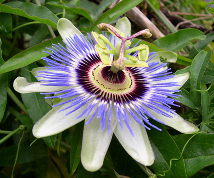 Blue Passion flower.tif