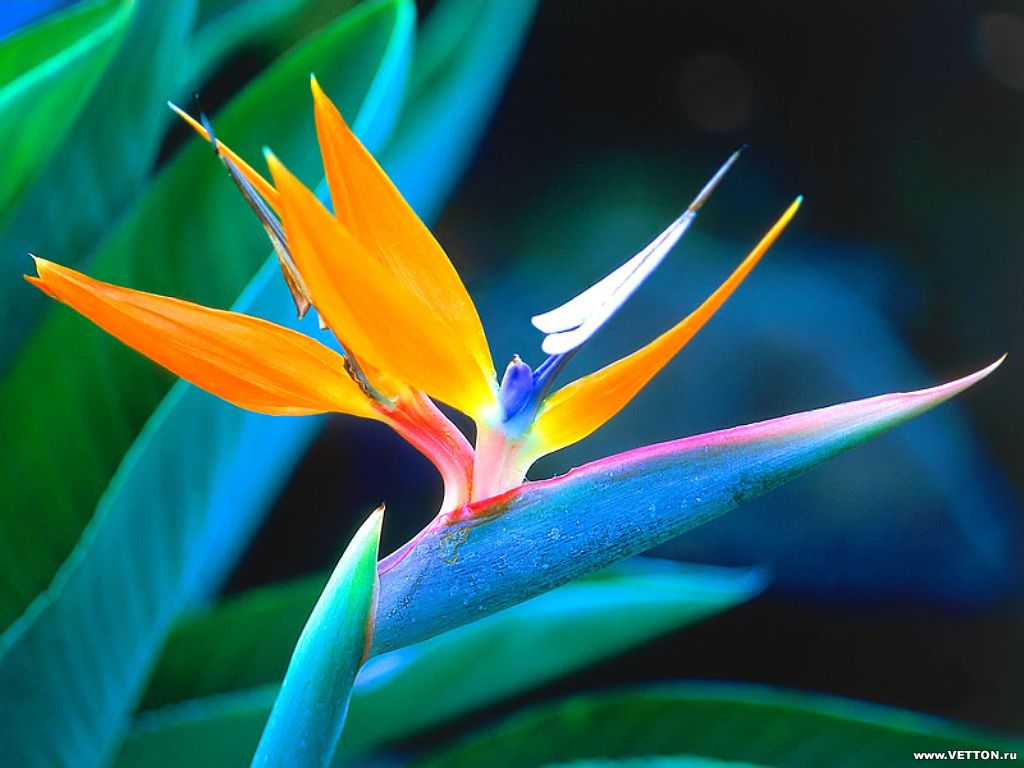 flowers-31