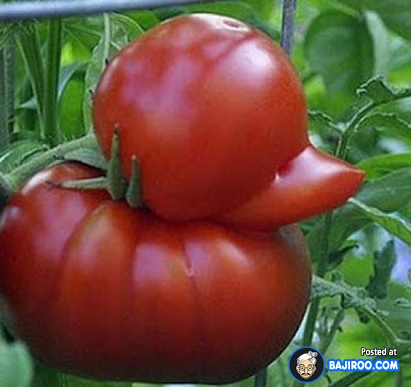 funny-amazing-shaped-food-fruit-pictures-bajiroo-blog-photos-images-3