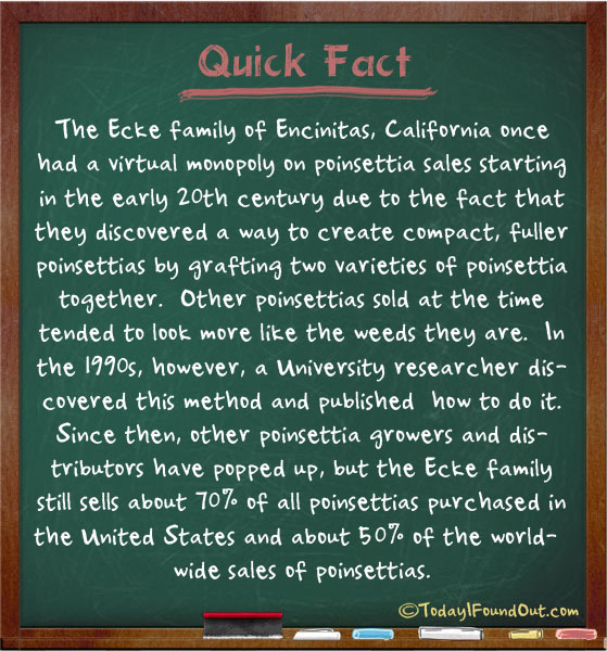 poinsettia-facts