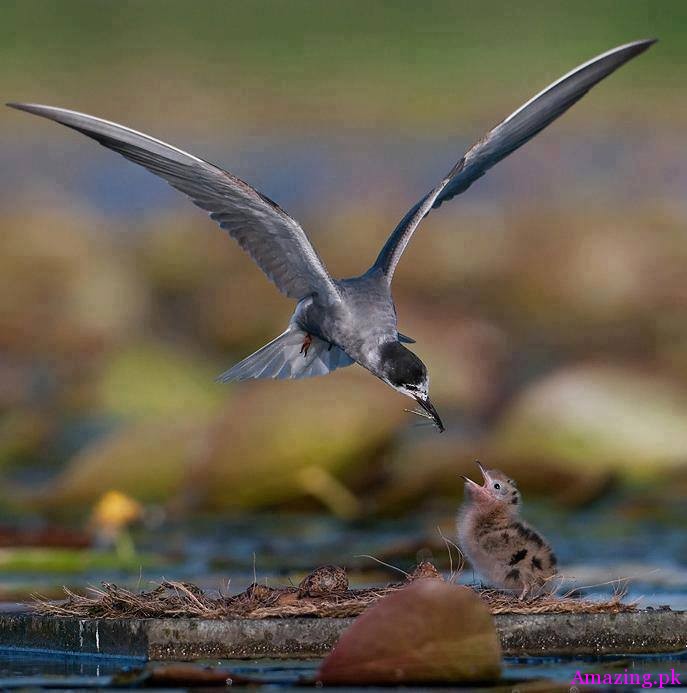 Amazing Shot