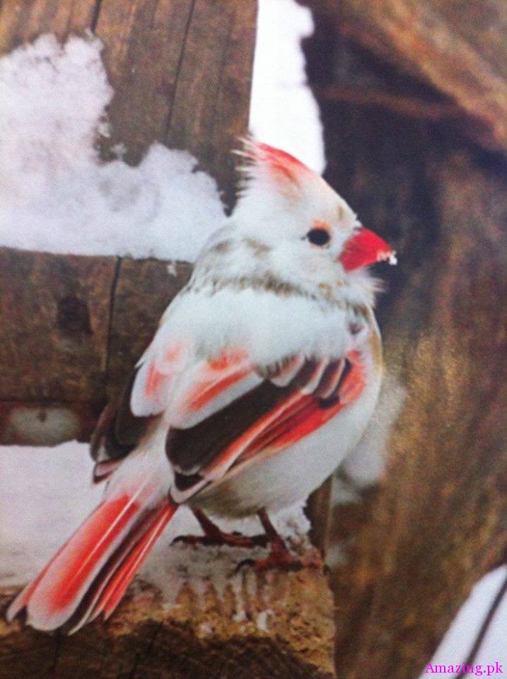 Rare and Beautiful female albino Cardinal.