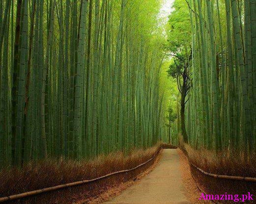 Sagano bamboo forest (located near Kyoto, Japan) is one of the most beautiful bamboo forests in the world