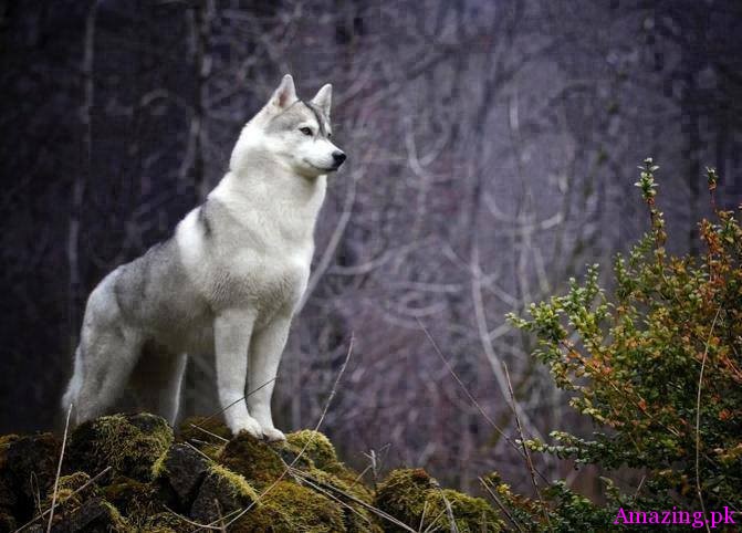 Siberian Husky
