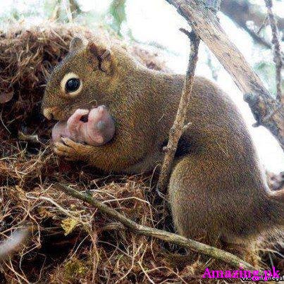 Cute little baby Squirrle being nurtured by his mommy