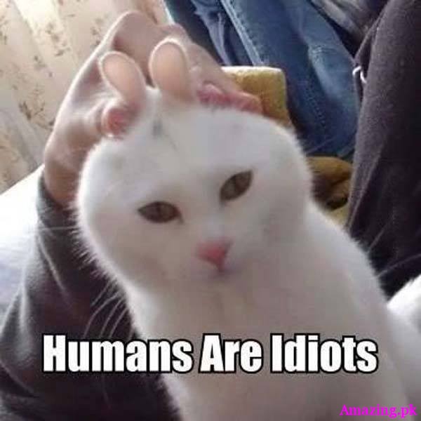 Humans Are Idiots