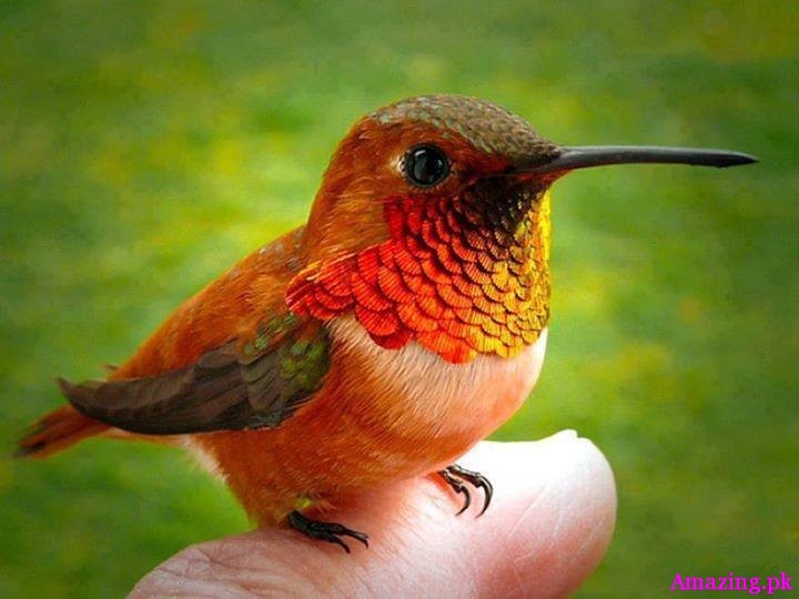 Bee Humingbird is a tiny bird that is only found in Cuba