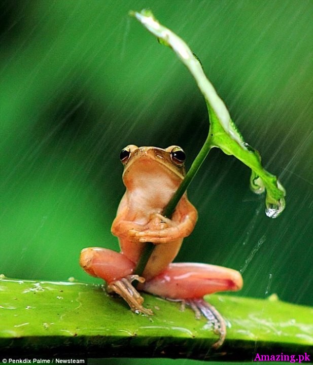 FROG'S UMBRELLA