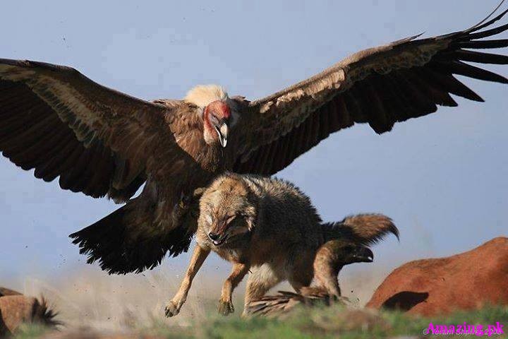 Griffon Vulture chasing a Coyote! Wow! Look at the size of that bird
