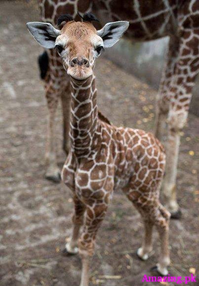 One week old giraffe