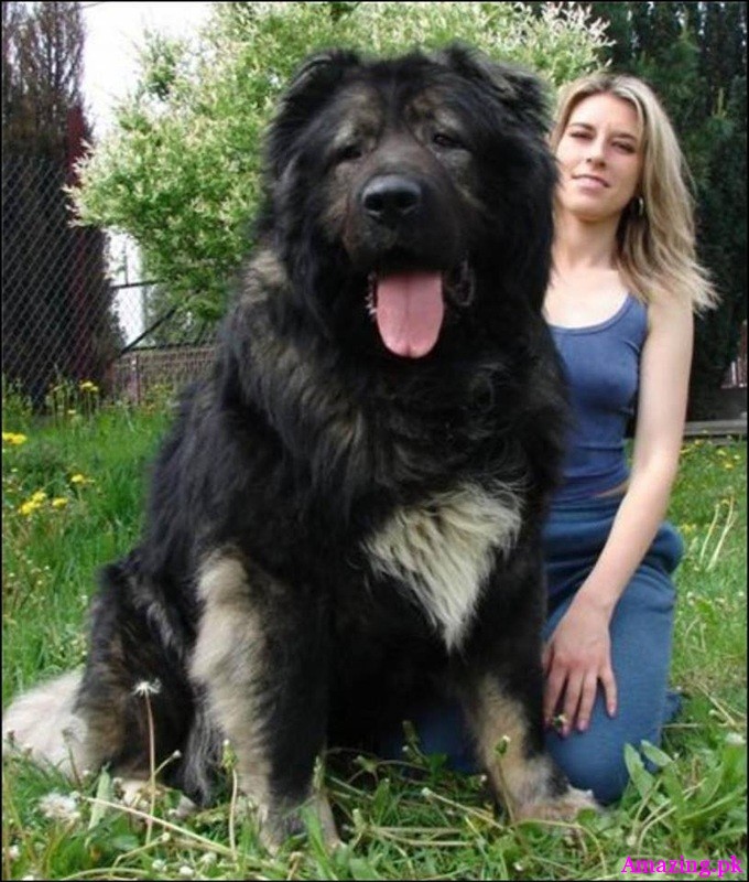 Russian Caucasian Mountain Dog 