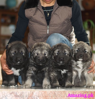 Russian Caucasian Mountain Dog 4