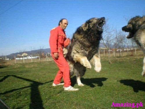 Russian Caucasian Mountain Dog 2