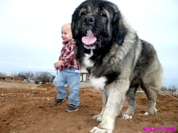 Russian Caucasian Mountain Dog 3